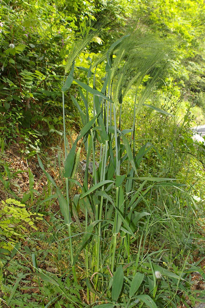 Triticum aestivum / Frumento tenero